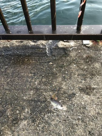 ゴミの中にイワシタイム