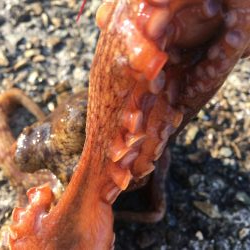 タコフィネスで今期初のタコエギ２ロスト、でもキロタコ