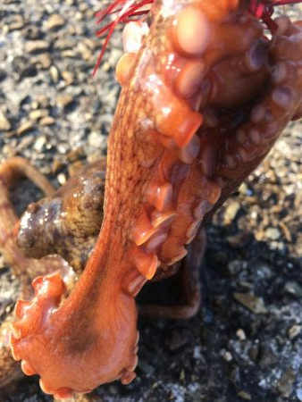 タコフィネスで今期初のタコエギ２ロスト、でもキロタコ