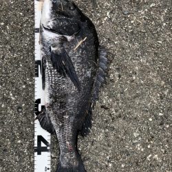 イチノ兄弟、釣果！