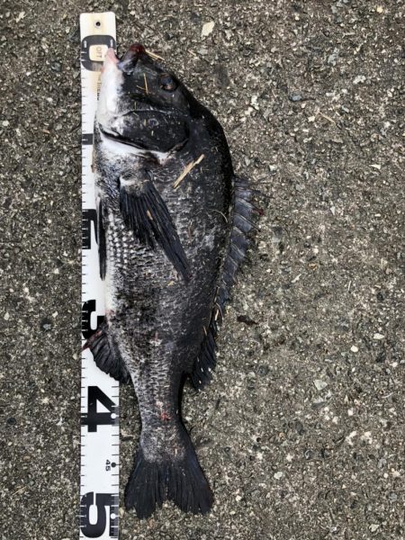 イチノ兄弟、釣果！