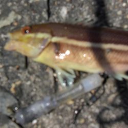 潮が動いてない