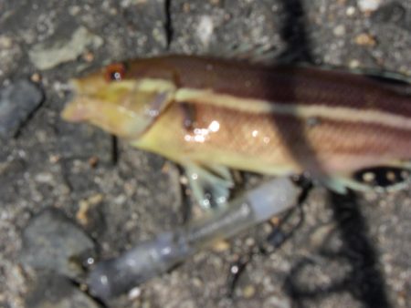 潮が動いてない