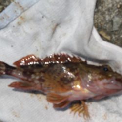 暑くてたまらん