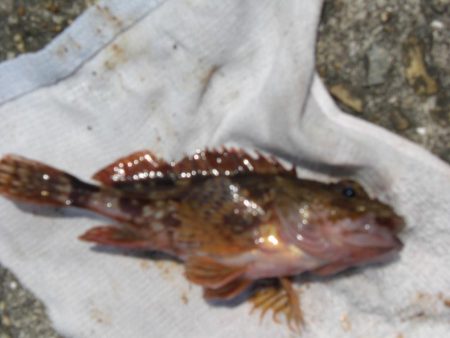 暑くてたまらん