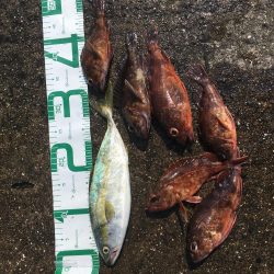 青物が戻ってきた！