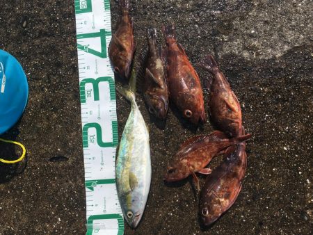 青物が戻ってきた！