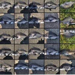 イチノ兄弟、釣果！