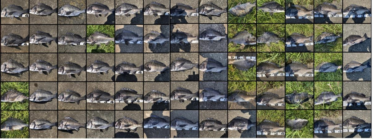 イチノ兄弟、釣果！