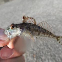 サバゲーのちアジング