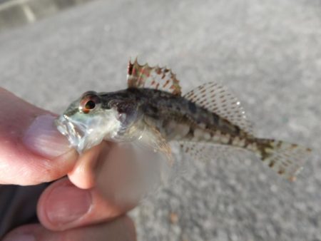 サバゲーのちアジング