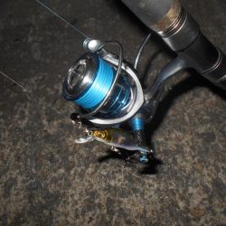 シーバス狙いでしたが…