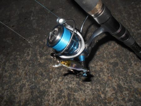 シーバス狙いでしたが…