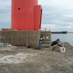 相変わらずピンギスばかりです