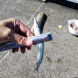 サヨリ回遊少なし！