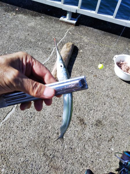 サヨリ回遊少なし！