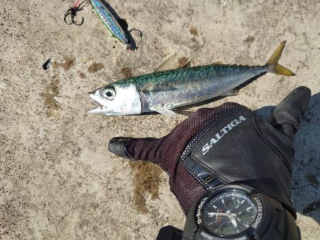 プチ遠征でショアスロー