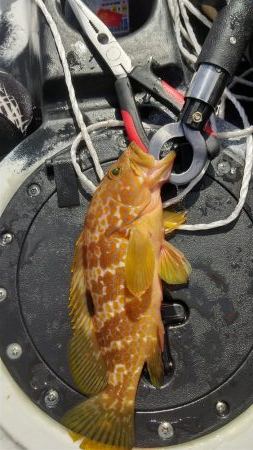 根魚　<゜)))彡　<゜)))…