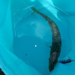 ようやくアジが！（泣）