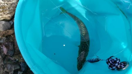 ようやくアジが！（泣）