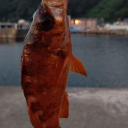 久しぶりのアジング