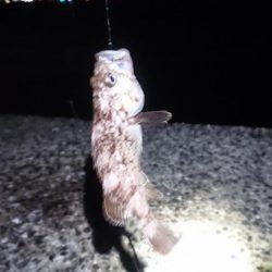 夜のちょい投げで黒鯛