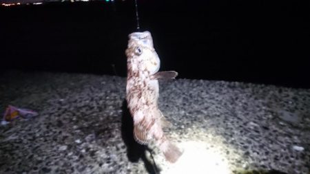 夜のちょい投げで黒鯛
