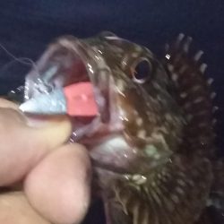 アコウ1、ガシラ4、サバ1