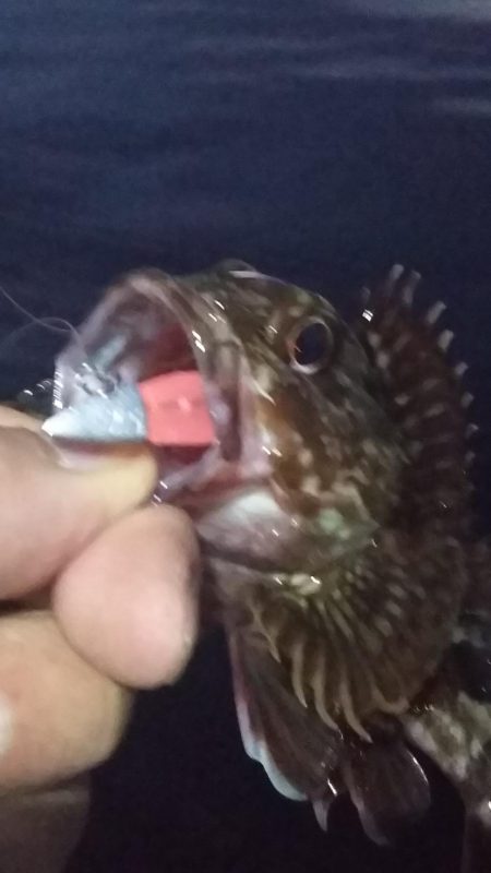 アコウ1、ガシラ4、サバ1