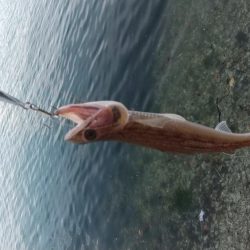 ショアジギング