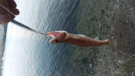 ショアジギング