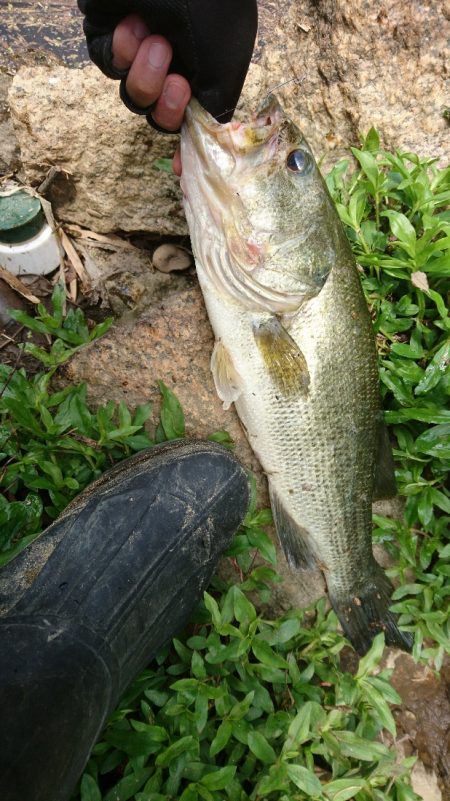 午前中の数釣り釣行