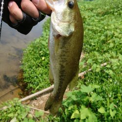 トップとボトム狙い