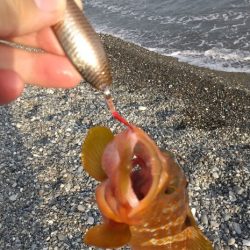 フラット、キジハタ狙いで大型確保