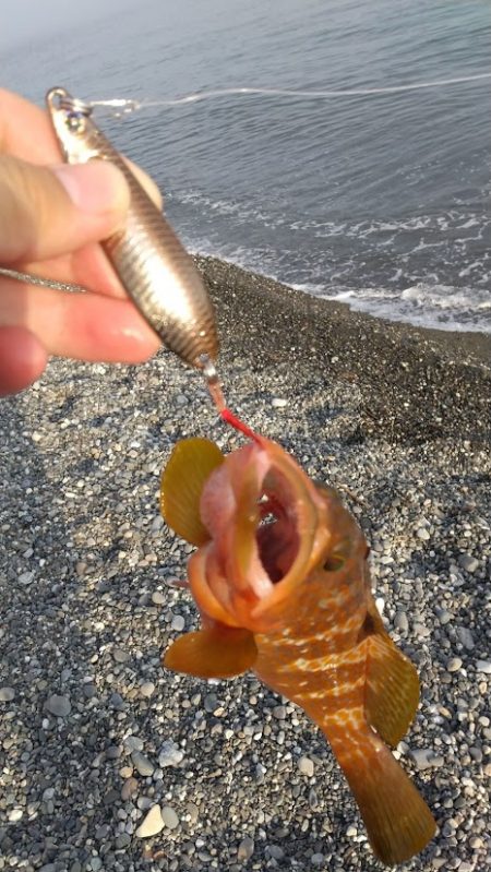 フラット、キジハタ狙いで大型確保