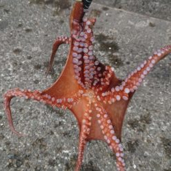 タコ２匹しか釣れない