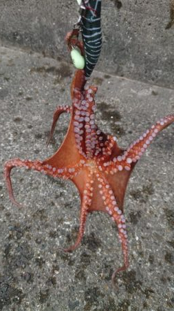 タコ２匹しか釣れない