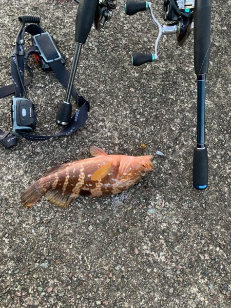 良い時期になってきた