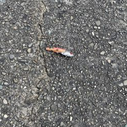 大潮 ライトショアジギング