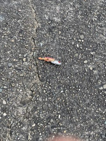 大潮 ライトショアジギング