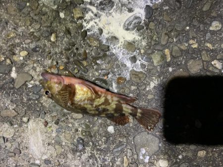 アジングのつもりが