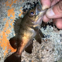 やったぜ!チーバス