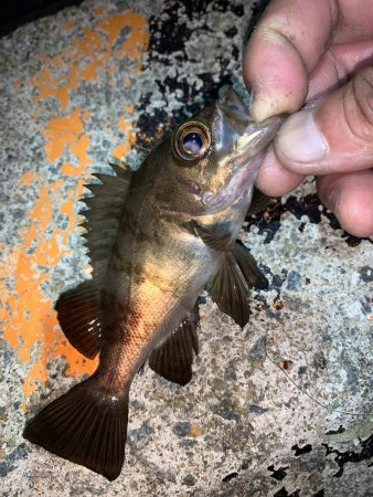 やったぜ!チーバス