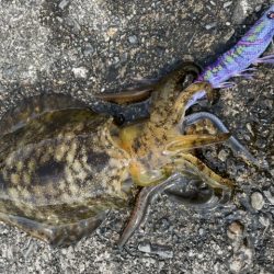 夏イカ釣行