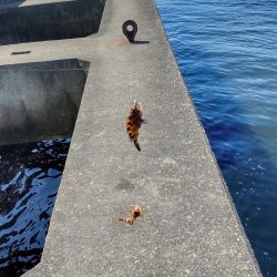 タコ&豆アジ、小サバ時々小ガシラ、カマス稚魚!