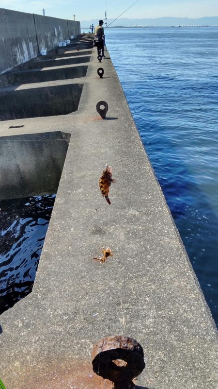 タコ&豆アジ、小サバ時々小ガシラ、カマス稚魚!