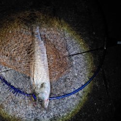 50cmのフッコでました　2回目