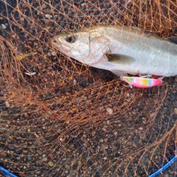 シーバス　スレでした