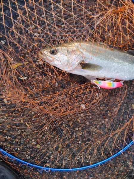 シーバス　スレでした