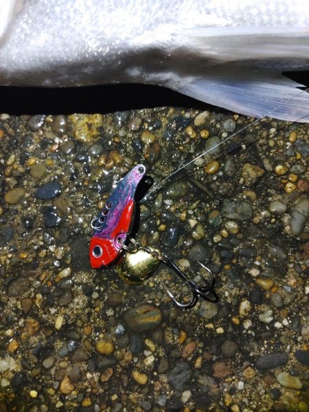 シーバスなんとか一匹 ただ60cm有りました